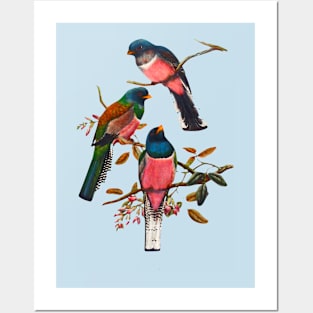 Birds on branch Posters and Art